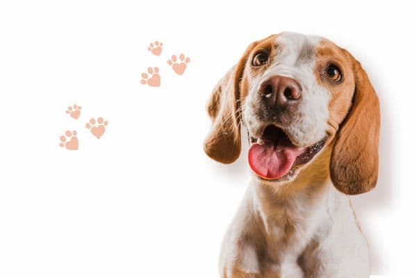 Banner para Pet Shops